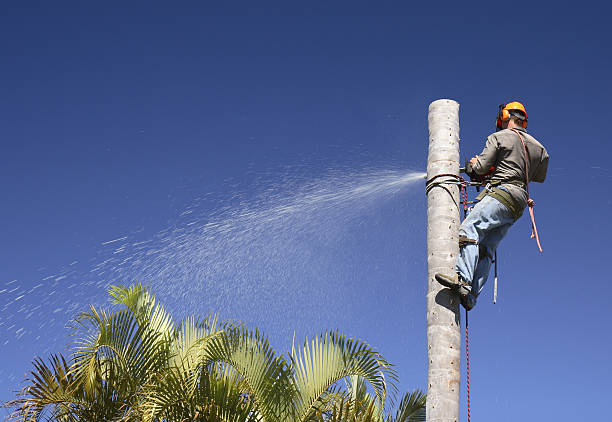 Tree and Shrub Care in Colony Park, PA